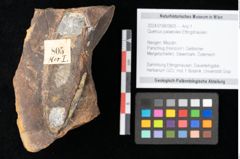 Foto (Objekt + Etikett) von Quercus palaeoilex Ettingshausen (NHMW-GEO-2024-0188-0805)